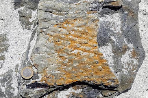 Fossil Tours