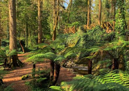 Fern Garden & Ice House