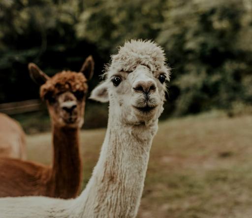Meet the Animals