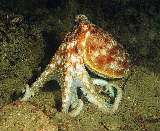 Octopus