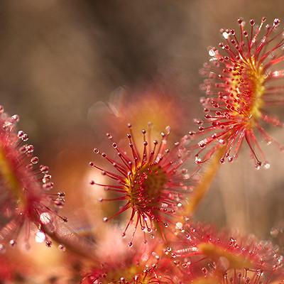 Wildlife & Plant Spotting