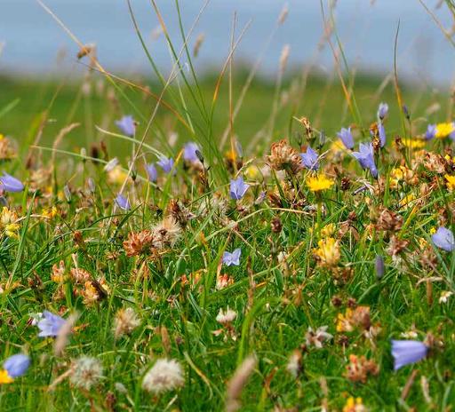 Wildlife & Machair Grasslands