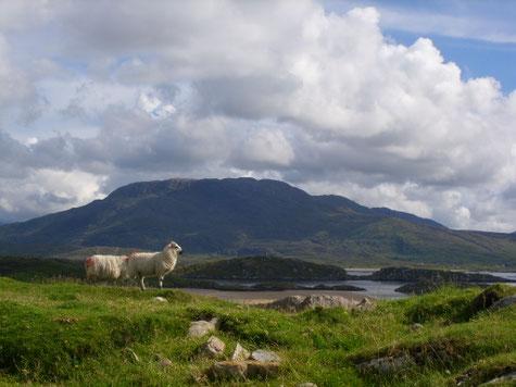Working sheepdog demonstration