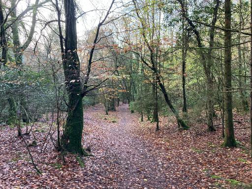 Carey's Castle Wood Loop Walk