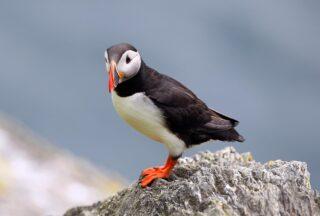 Watch seabirds on the crossing and island