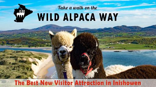 Alpaca Wool Shop