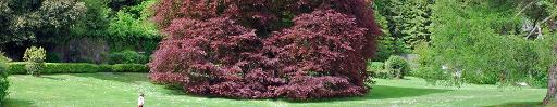 See the Autograph Tree & Walled Garden
