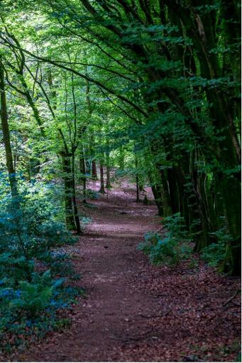 Bluebells and old woodland