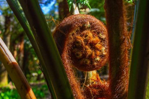 The Primeval Forest