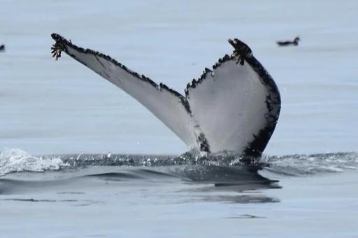 Wildlife Tour (4 hrs)