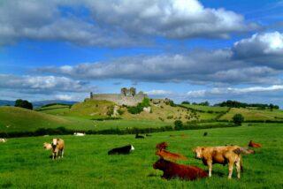 Picnic among the sheep and cattle