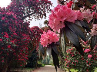 Walk the Broad Walk