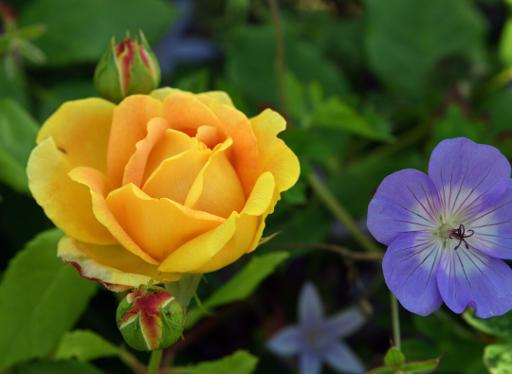 Victorian Walled Flower Garden