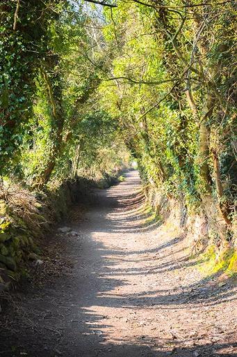 Walk the tree-lined boreen