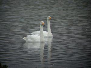 Birdwatching on the Turloughs