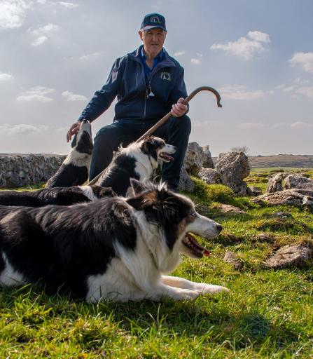 Sheepdog Demonstrations