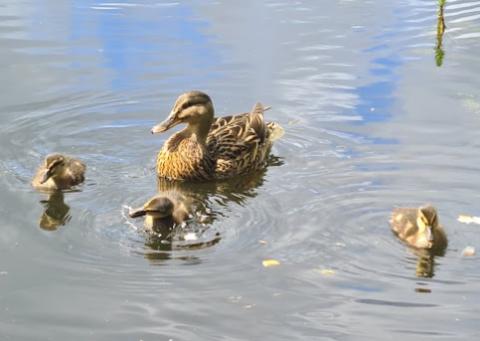 Birdwatching and wildlife