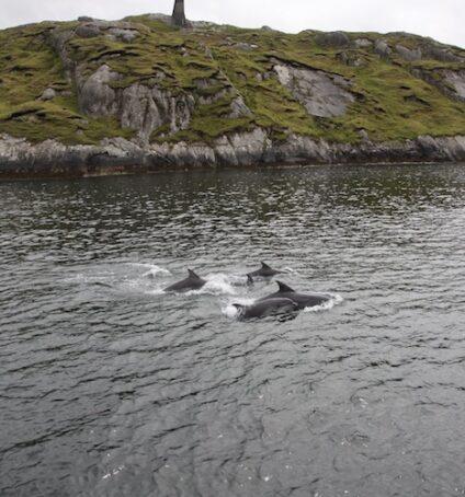 Killary Fjord Boat Tours photo 3