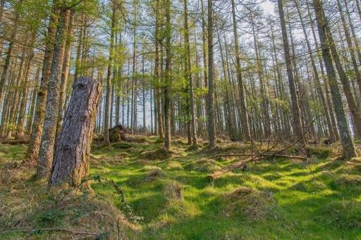 Ballyhourigan Woods Loop