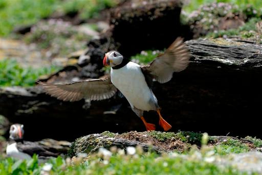 Puffin & Seabird Watching