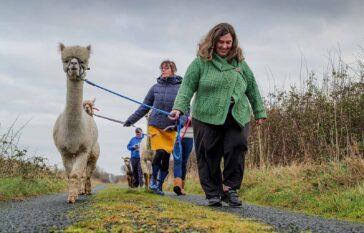 Alpaca Walk