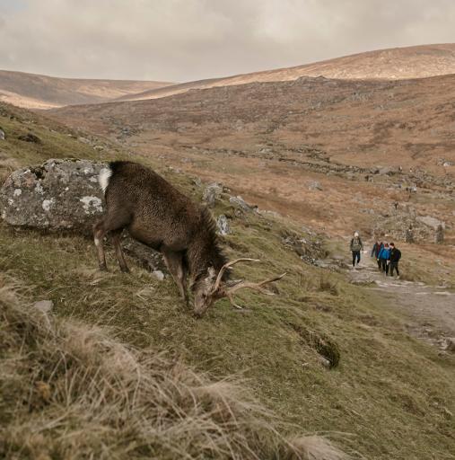 Spinc and the Wicklow Way (Red Route)