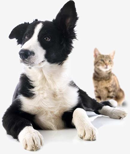 Meet the Animals
