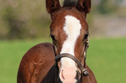 Foaling Season (Spring)