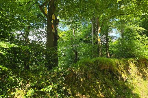 The Magic Wood