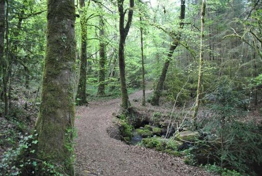Walk the Cong Forest Nature Trail