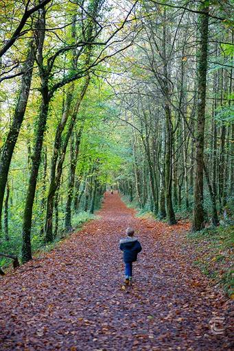 Forest Loop Walk