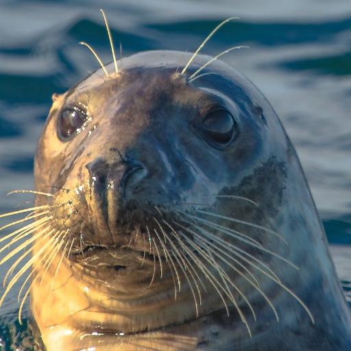 Great Blasket Islands & Seal Colony