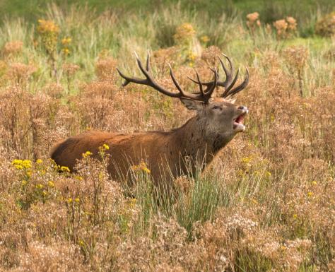 Wildlife and conservation