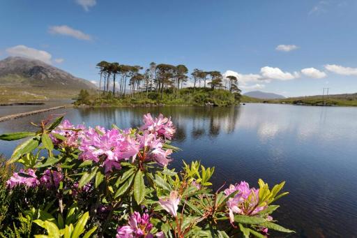 Explore Derryclare Nature Reserve