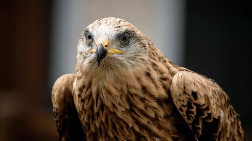 Birds of Prey Experience