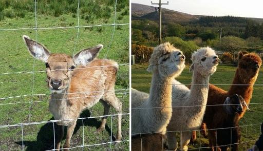 Meet & Feed the Animals