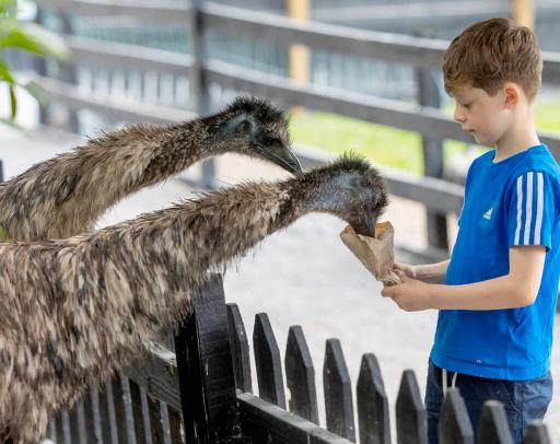 Meet & Feed the Animals