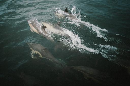 Wildlife Encounters