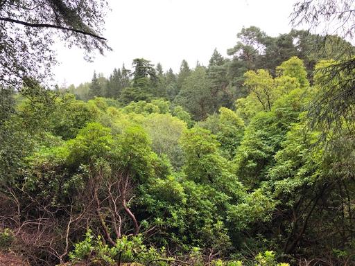 Millennium Trail (Green Trail)