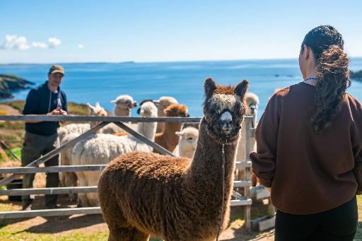 Meet, feed and handle the herd