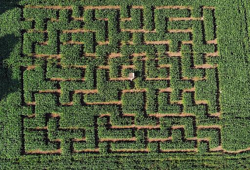 Maize Maze — Pig Out!