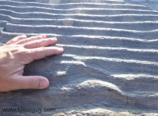 Spot Fossilised Ripple Marks