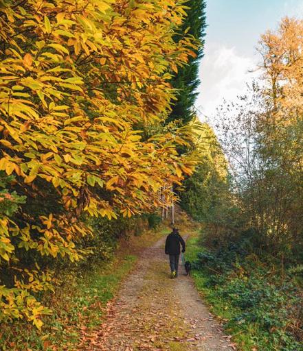 Forest Trails & Walking Routes