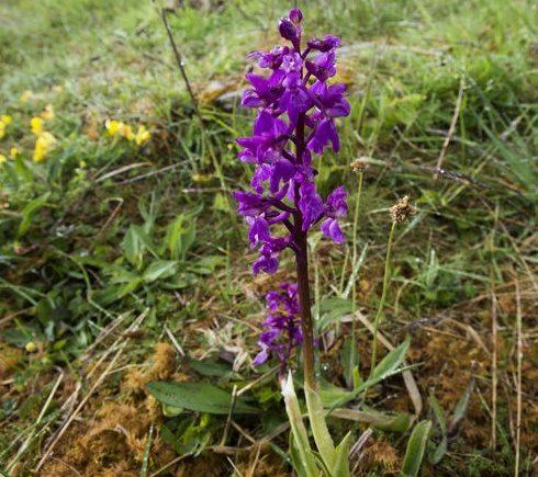 Hunt Burren wildflowers