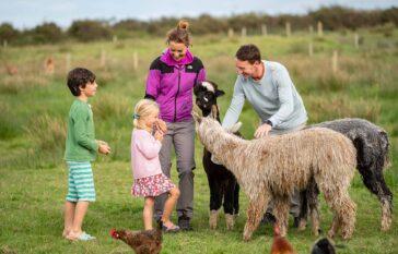 Alpaca Meet & Greet