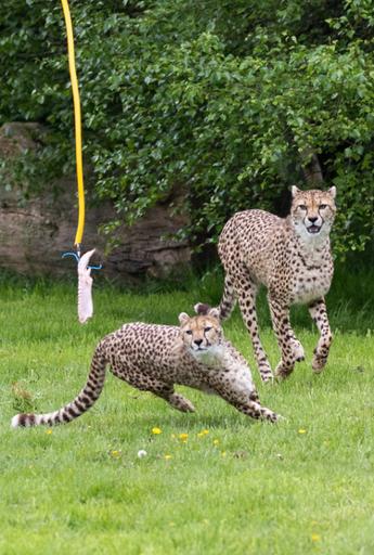 Watch the Cheetah Run