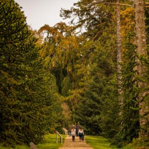 Monkey Puzzle Avenue & Noble Fir Walk