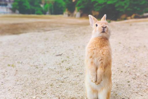 Meet 200+ Rescue Animals