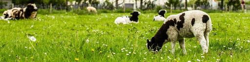 Meet the Farm Animals