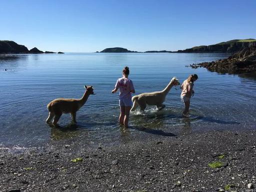 Private Alpaca Walk